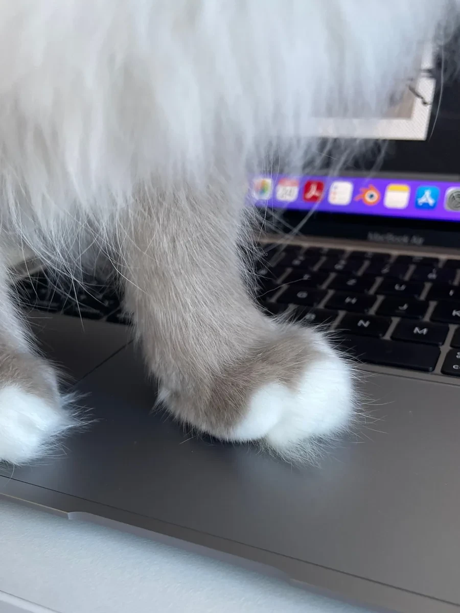 Katzentatzen auf einem MacBook, Elenas Studio-Begleitung.